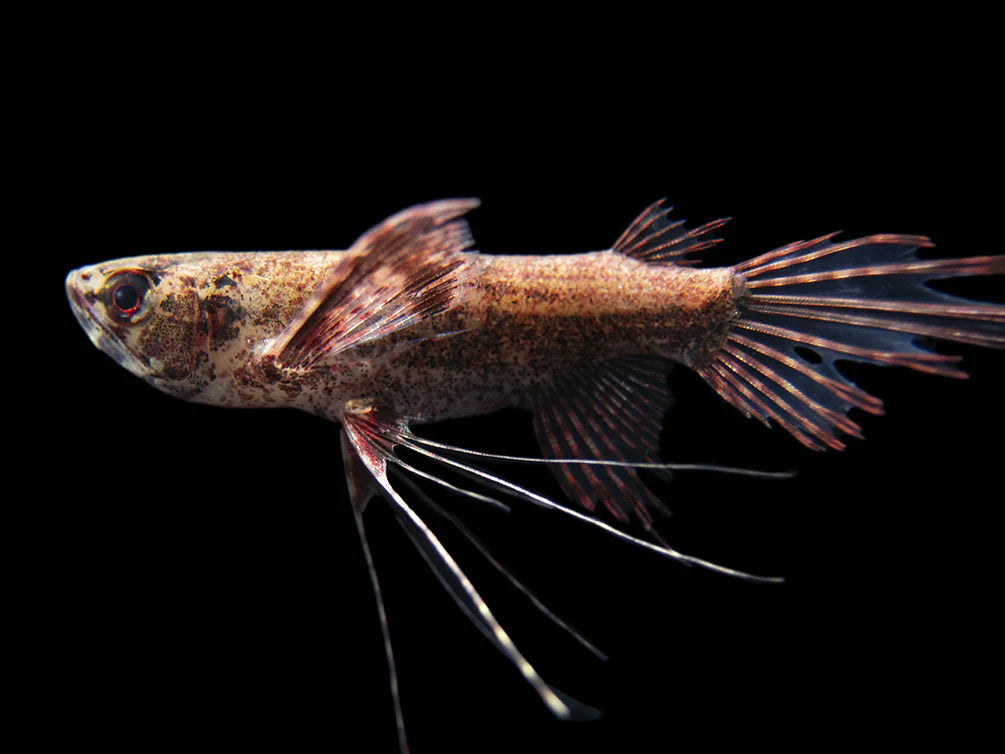 African Butterfly Fish (Pantodon buchholzi) MISCELLANEOUS Danaqua Live Fish & More