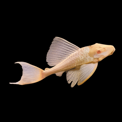 Albino Pleco (Ancistrus cf. cirrhosus) PLECO Danaqua Live Fish & More