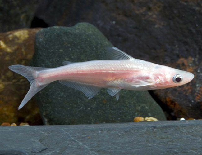 Albino iridescent sharks SHARK Danaqua Live Fish & More