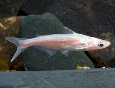 Albino iridescent sharks SHARK Danaqua Live Fish & More