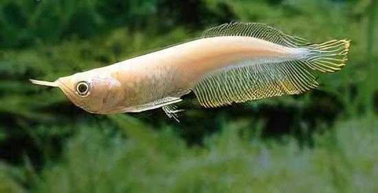 Albino Silver Arowana (Osteoglossum Bicirrhosum) AROWANA Danaqua Live Fish & More