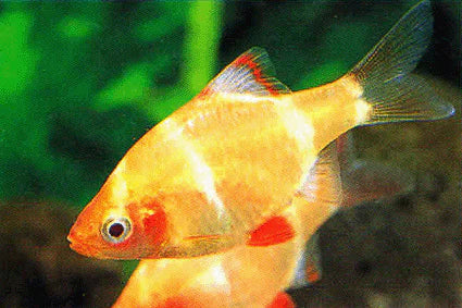 Tiger Barb Albino BARB Danaqua Live Fish & More