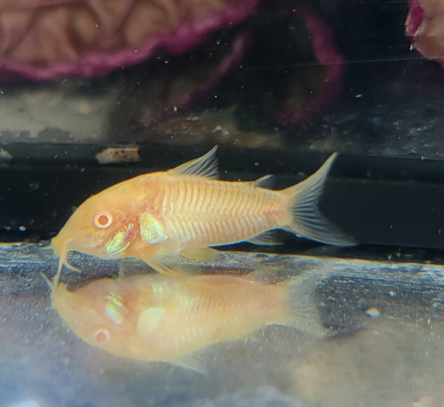 Aeneus Albino Cory (Corydoras aeneus var. albino) CORY Danaqua Live Fish & More