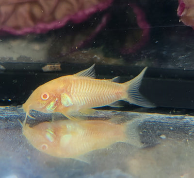 Aeneus Albino Cory (Corydoras aeneus var. albino) CORY Danaqua Live Fish & More