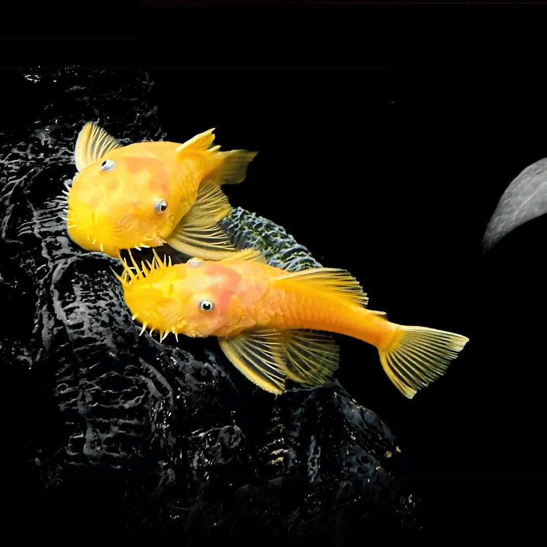L144 Blue Eye Lemon Bristlenose Pleco (Ancistrus sp) 3"-4" SHORTFIN PLECO Danaqua Live Fish & More
