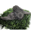 All Black Quail Hatching Eggs - Pure Breed, Ideal for Aviary Hobbyists & Breeders 12 Count Buddys Hatchery