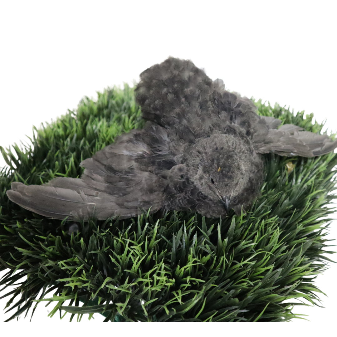 All Black Quail Hatching Eggs - Pure Breed, Ideal for Aviary Hobbyists & Breeders 12 Count Buddys Hatchery