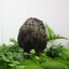 All Black Quail Hatching Eggs - Pure Breed, Ideal for Aviary Hobbyists & Breeders 24 Count Buddys Hatchery