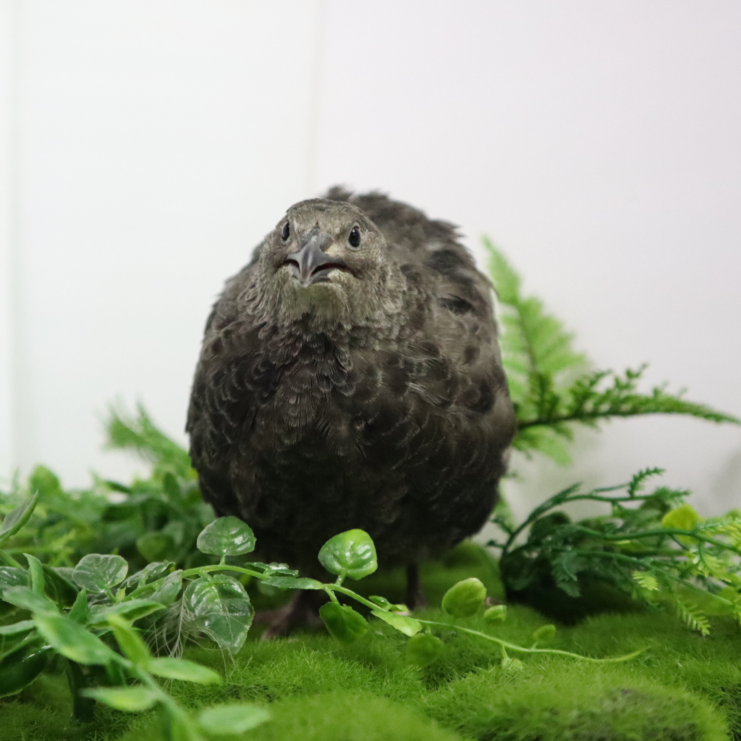 All Black Quail Hatching Eggs - Pure Breed, Ideal for Aviary Hobbyists & Breeders 24 Count Buddys Hatchery