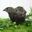 All Black Quail Hatching Eggs - Pure Breed, Ideal for Aviary Hobbyists & Breeders 48 Count Buddys Hatchery