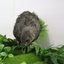 All Black Quail Hatching Eggs - Pure Breed, Ideal for Aviary Hobbyists & Breeders Buddys Hatchery