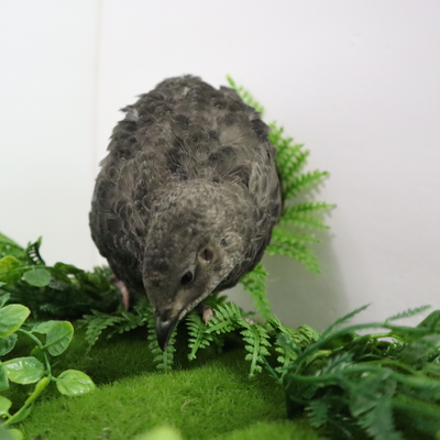 All Black Quail Hatching Eggs - Pure Breed, Ideal for Aviary Hobbyists & Breeders Buddys Hatchery