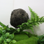 All Black Quail Hatching Eggs - Pure Breed, Ideal for Aviary Hobbyists & Breeders Buddys Hatchery