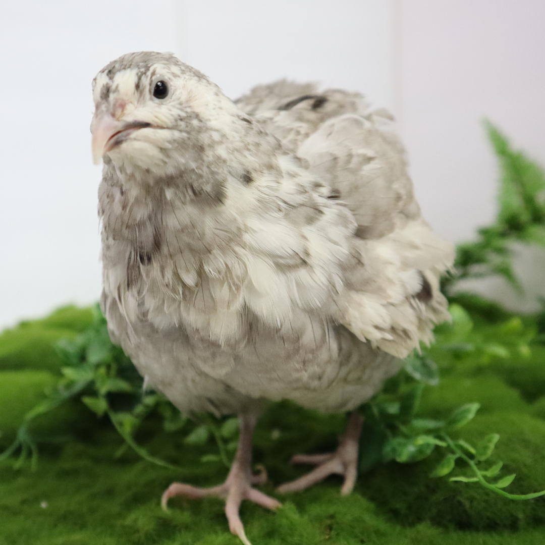 Fertile Quail Eggs – Choose Your Variety Andalusian coturnix Fertile Quail Eggs Buddys Hatchery