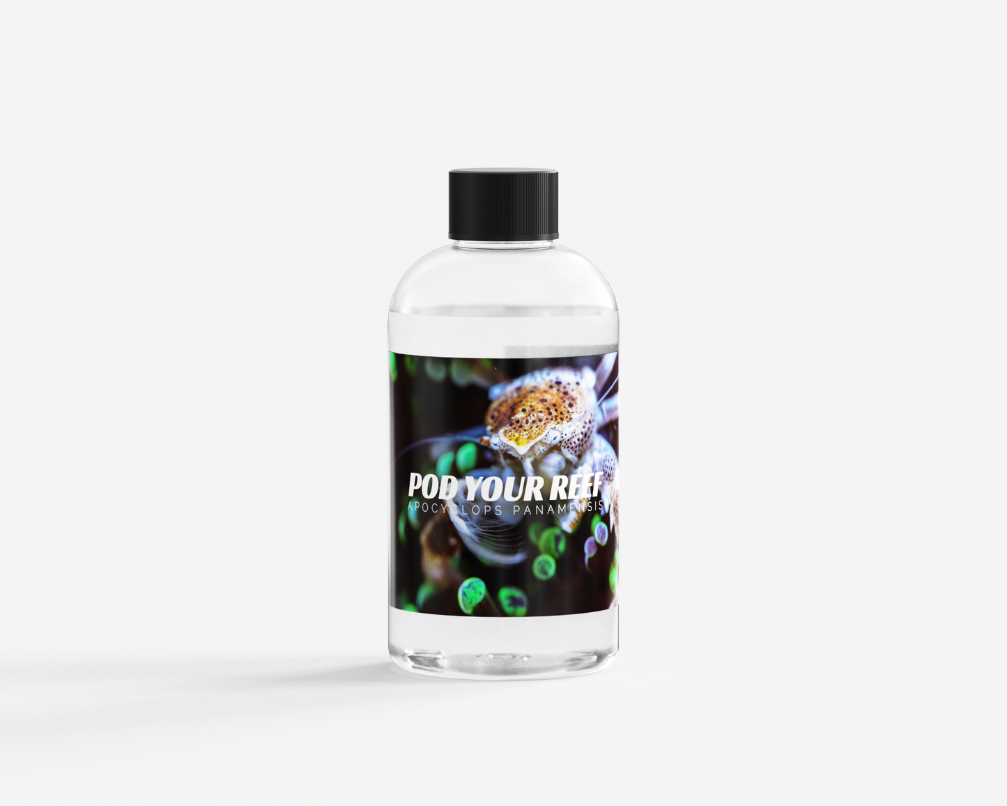 Apocyclops panamensis Reef Copepods Zooplankton Pod Your Reef