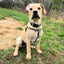 Archie Loves Mud Freedom No-Pull Dog Harness – EarthStyle 2 Hounds Design