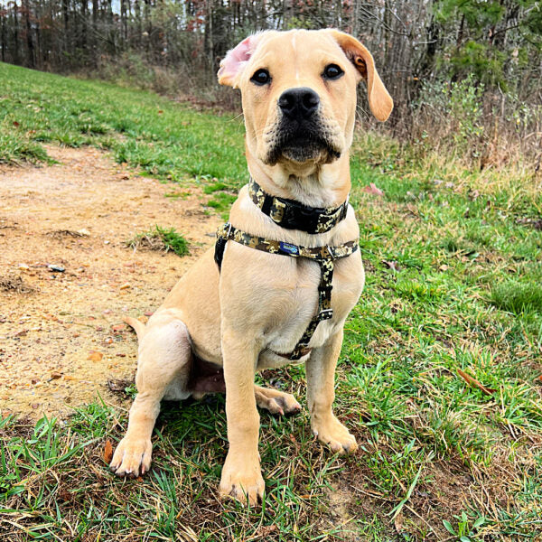Archie Loves Mud Freedom No-Pull Dog Harness – EarthStyle 2 Hounds Design