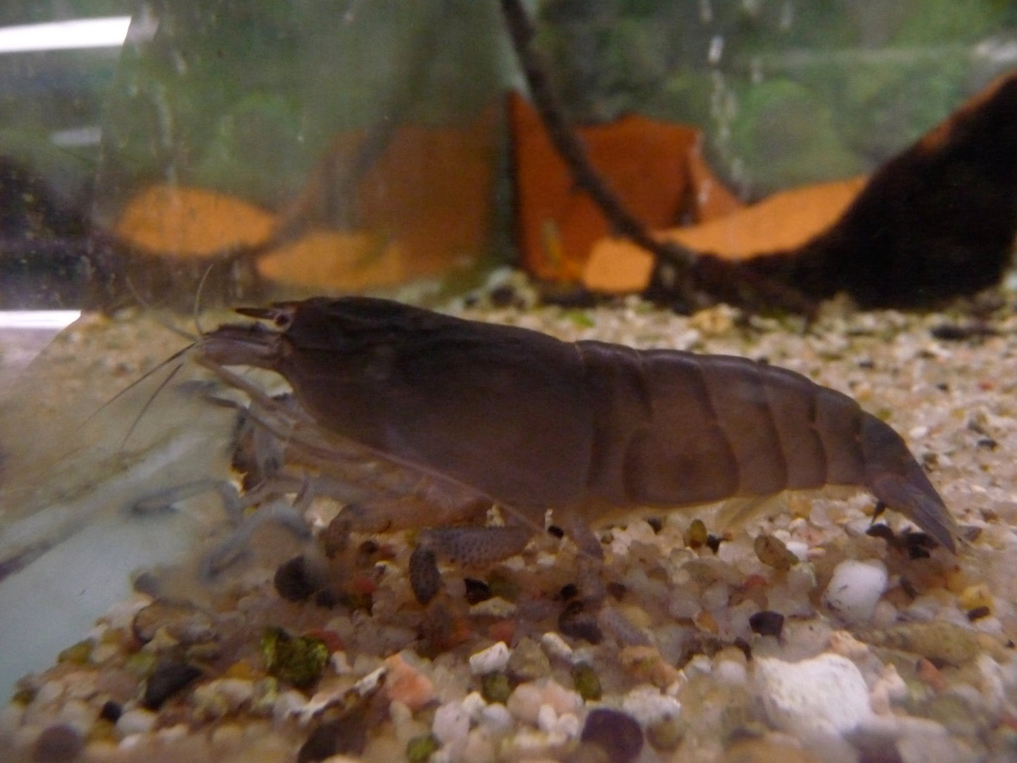 African Fan Shrimp SHRIMP Danaqua Live Fish & More