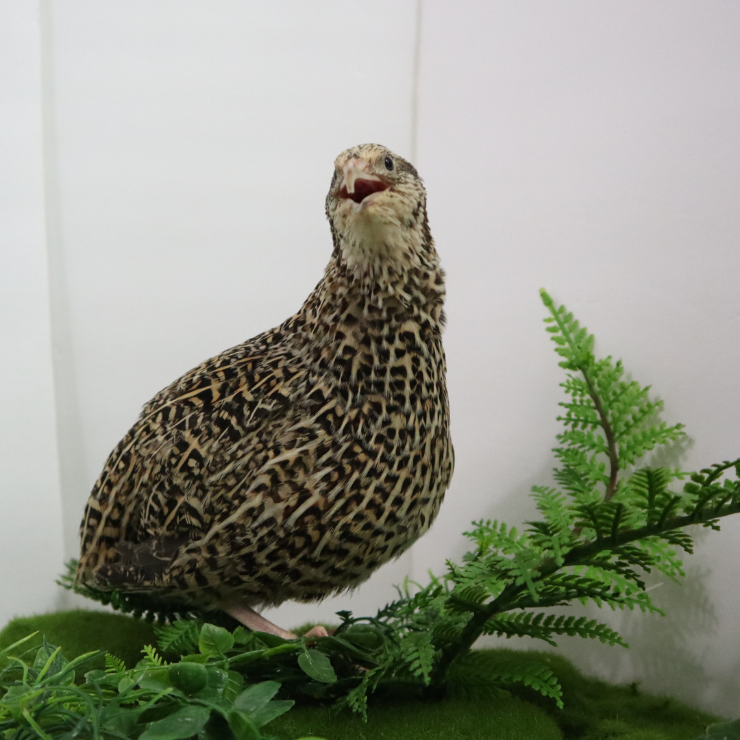 Fertile Quail Eggs – Choose Your Variety Autum Sparkly Fertile Quail Eggs Buddys Hatchery