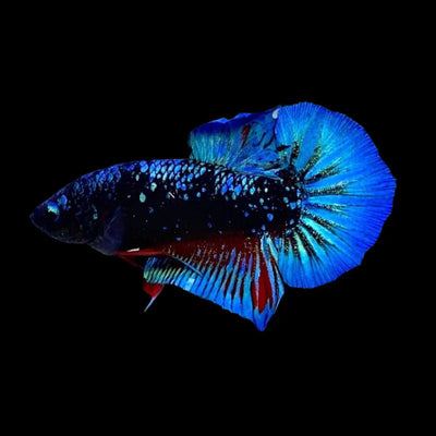 Avatar Betta Fish (Male) BETTA Danaqua Live Fish & More