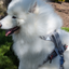 Magnetic Dog Harness with Handle - Easy On, No-Pull Design Pet Harness Up Dog Shop