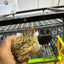 Jumbo Italian Quail Hatching Eggs Buddys Hatchery