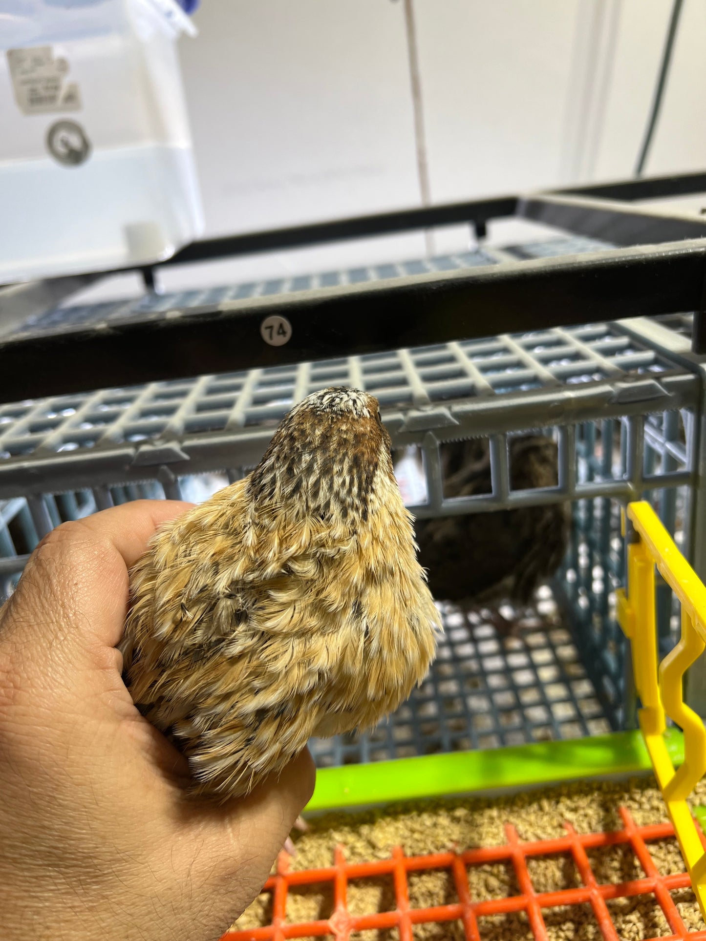 Jumbo Italian Quail Hatching Eggs Buddys Hatchery