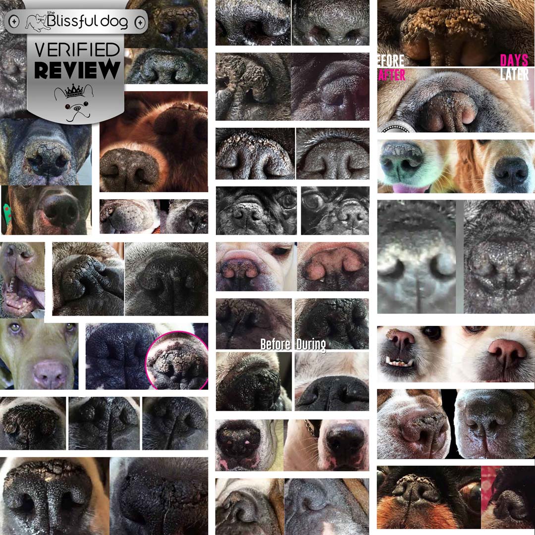 1 Dog Nose Butter For All Dogs NOSE BUTTER® The Blissful Dog