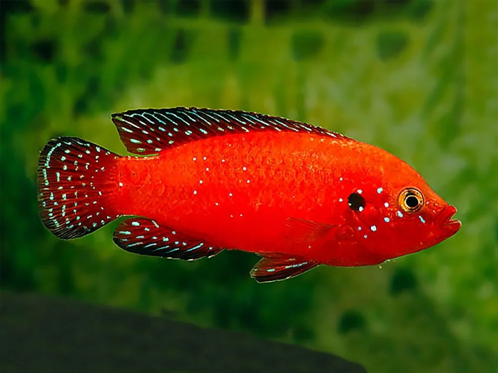 Turkana Jewel Cichlid (Rubricatochromis exsul) AMERICAN CICHLID Danaqua Live Fish & More