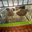 Jumbo Italian Quail Hatching Eggs Buddys Hatchery