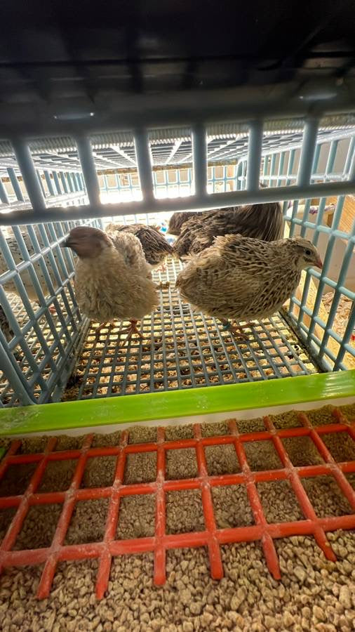 Jumbo Italian Quail Hatching Eggs Buddys Hatchery
