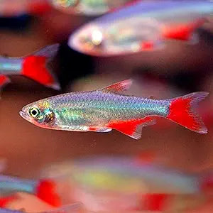 Bloodfin Tetra PACK OF 6 TETRA Danaqua Live Fish & More