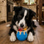 Honey Pot Dog eCup Treat Dispenser | Durable PUP-X Rubber Enrichment Toy | USA Made Rubber Dog Toys SodaPup/True Dogs, LLC