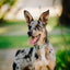 Dogline Pebble Emboss Biothane Dog Collar with Herm Sprenger Stainless Steel ClicLock Buckle Dog Collars Dogline