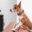 Dogline Pebble Emboss Biothane Dog Collar with Herm Sprenger Stainless Steel ClicLock Buckle Dog Collars Dogline