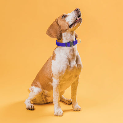 Dogline Pebble Emboss BioThane Dog Collar with Heavy Duty Cobra Buckle Dog Collars Dogline