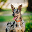 Dogline Pebble Emboss BioThane Dog Collar with Heavy Duty Cobra Buckle Dog Collars Dogline