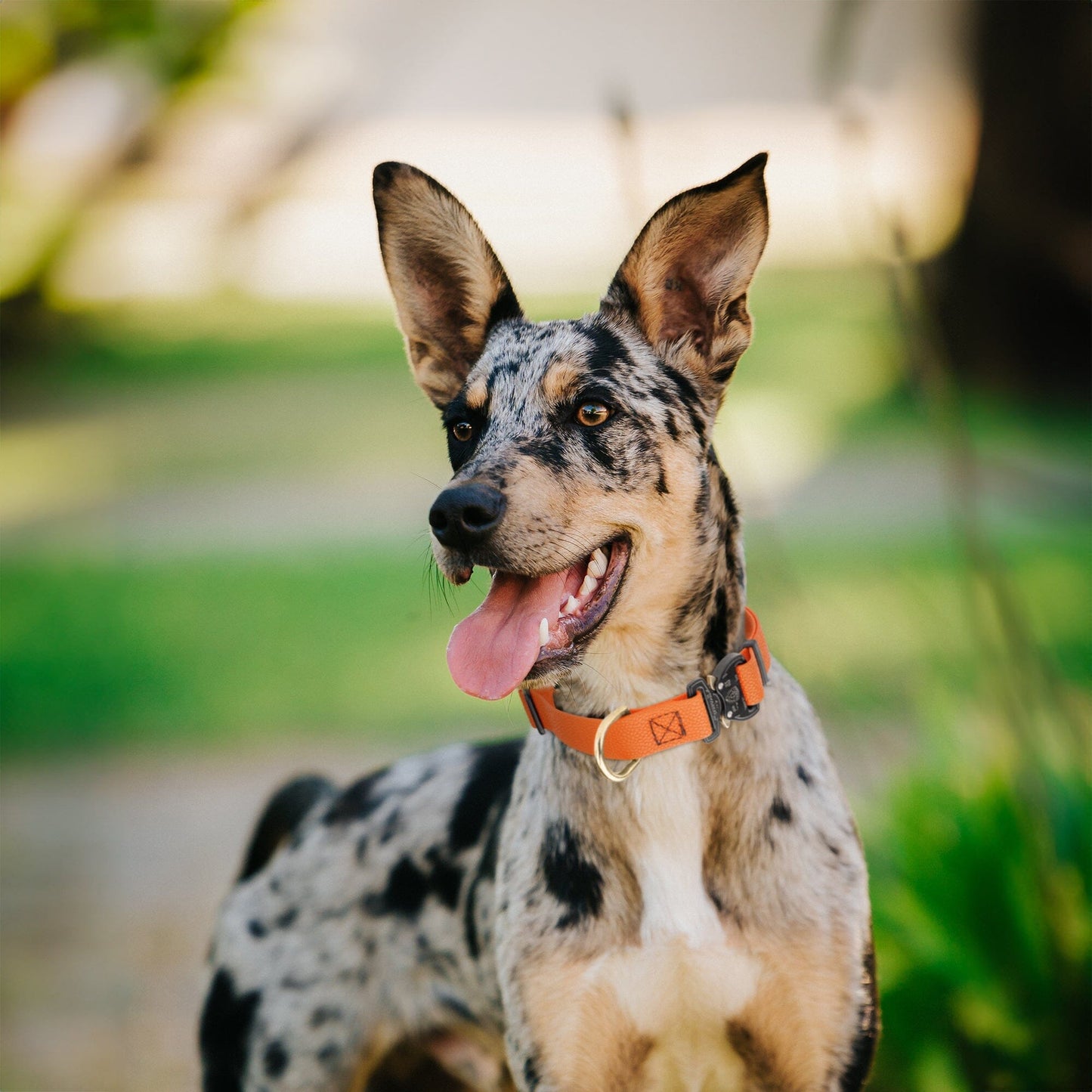 Dogline Pebble Emboss BioThane Dog Collar with Heavy Duty Cobra Buckle Dog Collars Dogline