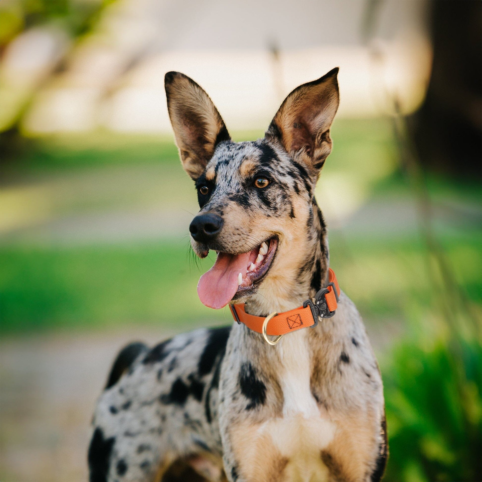 Dogline Pebble Emboss BioThane Dog Collar with Heavy Duty Cobra Buckle Dog Collars Dogline