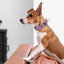 Dogline Pebble Emboss BioThane Dog Collar with Heavy Duty Cobra Buckle Dog Collars Dogline