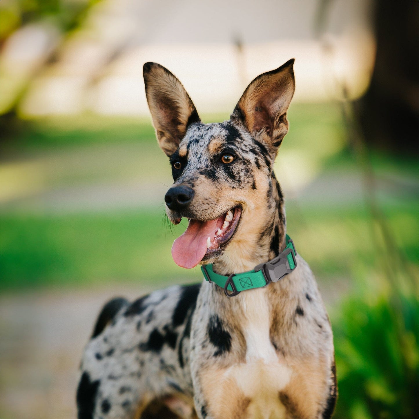 Dogline Pebble Emboss Biothane Dog Collar with Magnetic Buckle Dog Collars Dogline