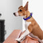 Dogline Pebble Emboss Biothane Dog Collar with Magnetic Buckle Dog Collars Dogline
