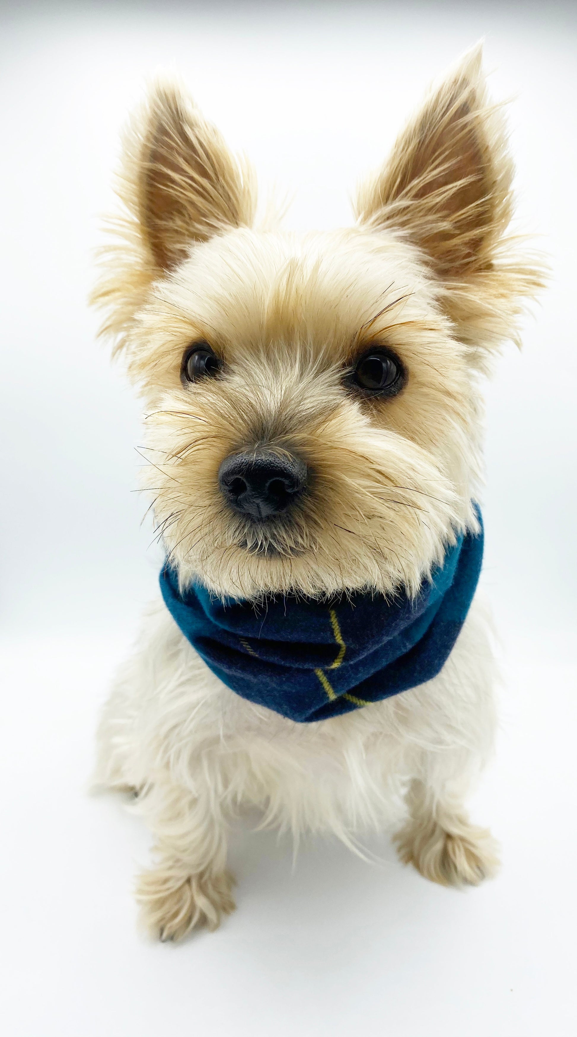 'Blair' Reversible Pet Snood Snood BESPOKE PAWS