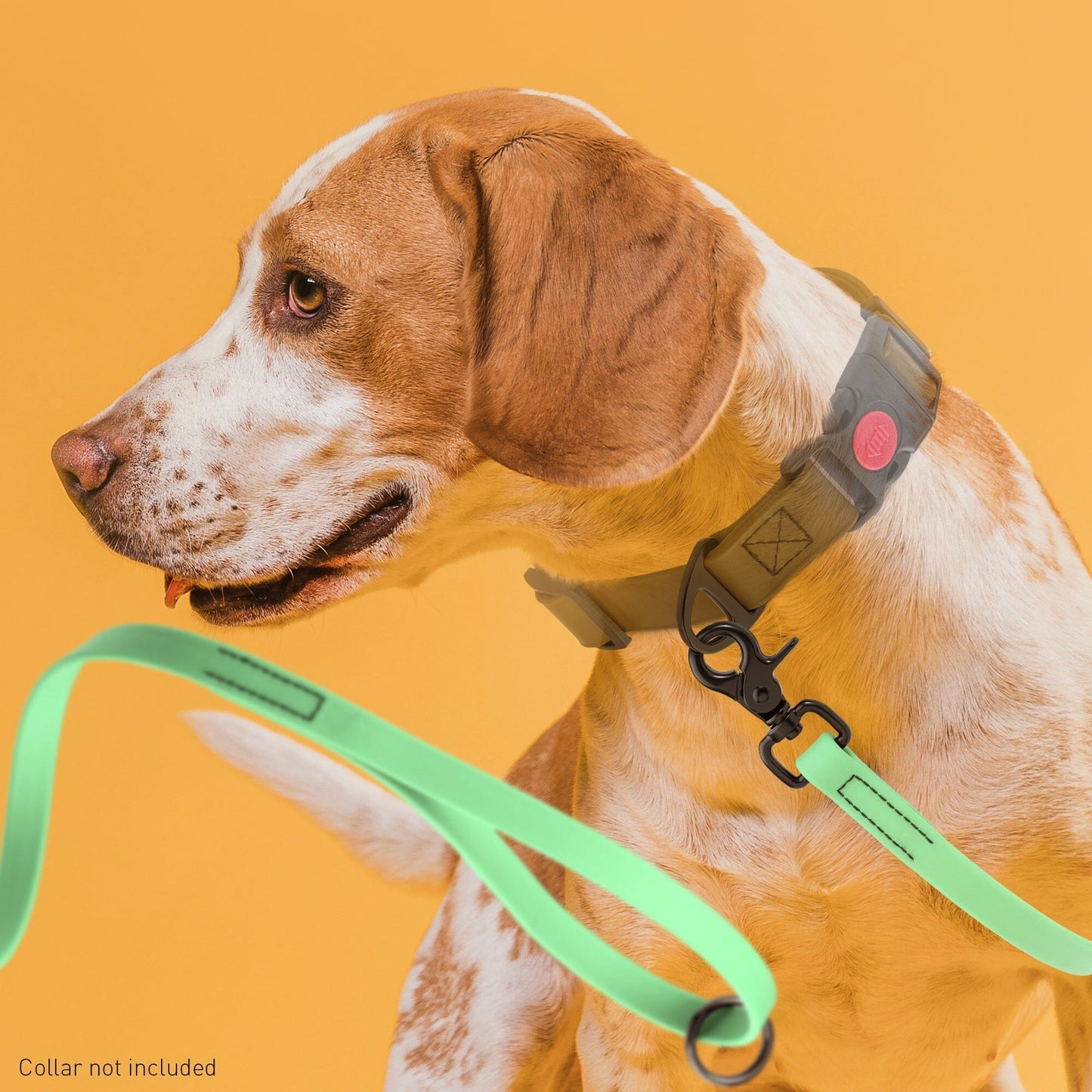 Biothane Dog Leash with Black Scissor Snap Dog Leashes Dogline