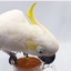 Parrot Tea Bundle Pack Parrot Tea Bird Street Bistro
