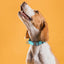 Dogline BioThane Dog Collar with Stab-Lock Quick Release Buckle Dog Collars Dogline