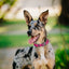 Dogline BioThane Dog Collar with Stab-Lock Quick Release Buckle Dog Collars Dogline