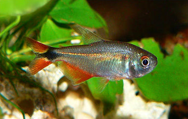 Buenos Aires PACK OF 6 TETRA Danaqua Live Fish & More
