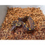 MicroChip Fine Coconut Chip Mix; Ready to Use Substrate ReptiChip LLC