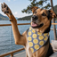 Lemon Dog Bandana Dog Bandana Happy Tails Outfitters